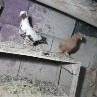 نر چاپی. ککیلی نروماده با جوجه هاش.آلامزک ماده چاپ|پرنده|اردبیل, |دیوار