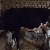 گاوجون شکم اول و گوساله سه ماهه نر