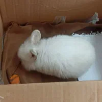 خرگوش لوپ|موش و خرگوش|سبزوار, چهارراه فرودگاه|دیوار