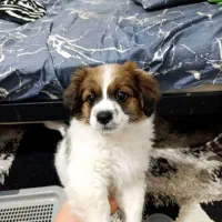 سگ خارجی پاکوتاه بدون سروصدا