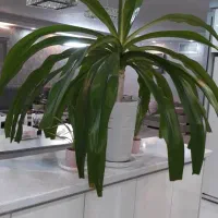 غول ملکه گل دار