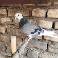 سه عدد کبوتر|پرنده|اندیشه, اندیشه فاز ۱|دیوار