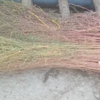جارو|جاروبرقی، جارو شارژی، بخارشو|حمیل, |دیوار