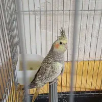 جوجه عروس هلندی معاوظه با برزیلی ماده