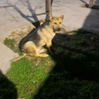 سگ سرابی