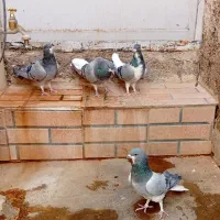 دمگیر .خرقه|پرنده|اصفهان, لاله|دیوار