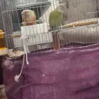 جفت مولد طوطی گرینچیک+مکمل تقویتی+قفس و وسایل|پرنده|تهران, قلمستان|دیوار