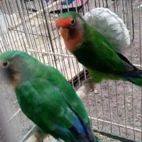 4 تا کوتوله
