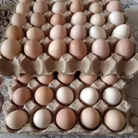 تخم مرغ تخم قوغاز
