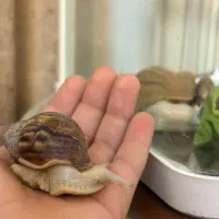 فروش ۴ عدد حلزون