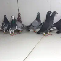 دسته ۱۶تایی جوجه