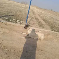 سگ سرابی ماده|سگ|شوط, |دیوار