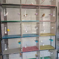 مغازه قناری فروشی عالیشهر|پرنده|بوشهر, |دیوار