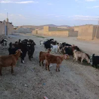 ۲۰عدد بز جوان هم داشتی هم کشتار ی قیمت توافقی|حیوانات مزرعه|ملایر, |دیوار