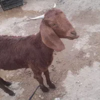 گوسفند|حیوانات مزرعه|ایرانشهر, |دیوار