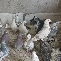 کبوتر|پرنده|گلستان (تهران), |دیوار