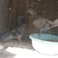 کبوتر پرشی|پرنده|سیرجان, |دیوار