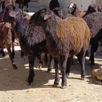 بره نرقزل افشار اصل