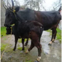 گاوشکمدار و لیشه چالوسی