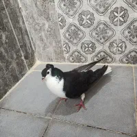 دوعددپرنده|پرنده|شوشتر, |دیوار