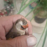 ماده سهره داغسر رسمی 3پردم سفید