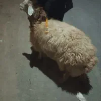 فروش یک میش چاق|حیوانات مزرعه|میان ولایت, |دیوار