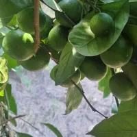 فروش باغ نارنگی با ویو زیبا