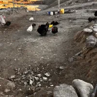 تخم نطفه دار بوقلمون