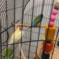 فنچ گلدن