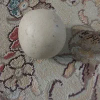 سنگ آسیاب اصل الماس