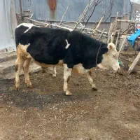 گوساله سیمینتال نر