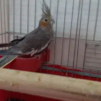 قفس و عروس هلندی460تومن|لوازم جانبی حیوانات|یزد, |دیوار