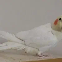 عروس هلندی لوتینو نر|پرنده|ری, فیروزآباد|دیوار