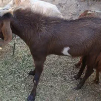 گوسفند فروشی در گلباف