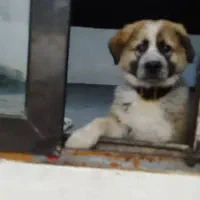 شاه توله سرای