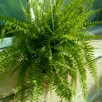 کادو روز زن