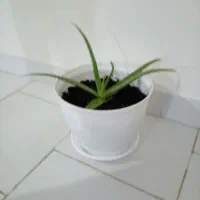 گل الووئورا|گل و گیاه طبیعی|گرمسار, |دیوار