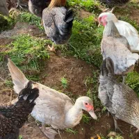 اردک نقره‌ای رنگ خاص|حیوانات مزرعه|آمل, |دیوار