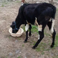 گاو،گوساله هلشتاین