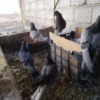 کبوتر برجی مفلق اصفهانی