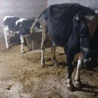 فروش یک راس گاو داشتی خوب|حیوانات مزرعه|لردگان, |دیوار