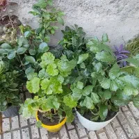 گل های خانگی