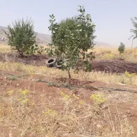 زمین کشاورزی