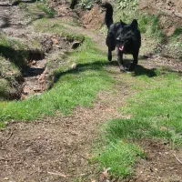 سگ ژرمن مشکی