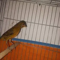 معاوضه یافروش|پرنده|شیبکوه (فارس), |دیوار