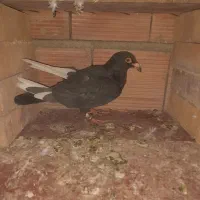 کفترزاغ شاپر سفید،ساده،دوبال،پلنگی