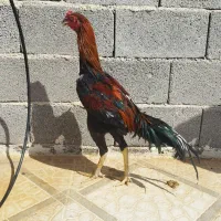 جوجه خروس و مرغ لاری|حیوانات مزرعه|داراب, |دیوار