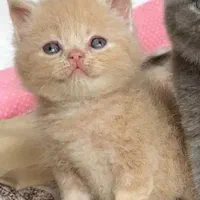 گربه بریتیش|گربه|سمنان, |دیوار