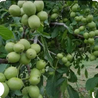 انواع گردو هایه پیوندی چندلر ژنوتیپ فرانکت