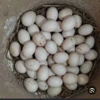 تخم نطفه دار غاز بوقلمون شاخدار ...